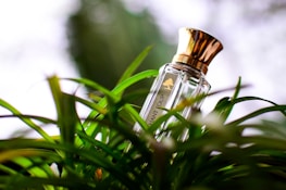 A bottle of perfume with a golden cap is nestled among lush green foliage. The bottle is clear with elegant text and logo on its front. Bright, natural light from the background creates a vibrant and fresh ambiance.