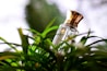 A bottle of perfume with a golden cap is nestled among lush green foliage. The bottle is clear with elegant text and logo on its front. Bright, natural light from the background creates a vibrant and fresh ambiance.