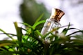A bottle of perfume with a golden cap is nestled among lush green foliage. The bottle is clear with elegant text and logo on its front. Bright, natural light from the background creates a vibrant and fresh ambiance.