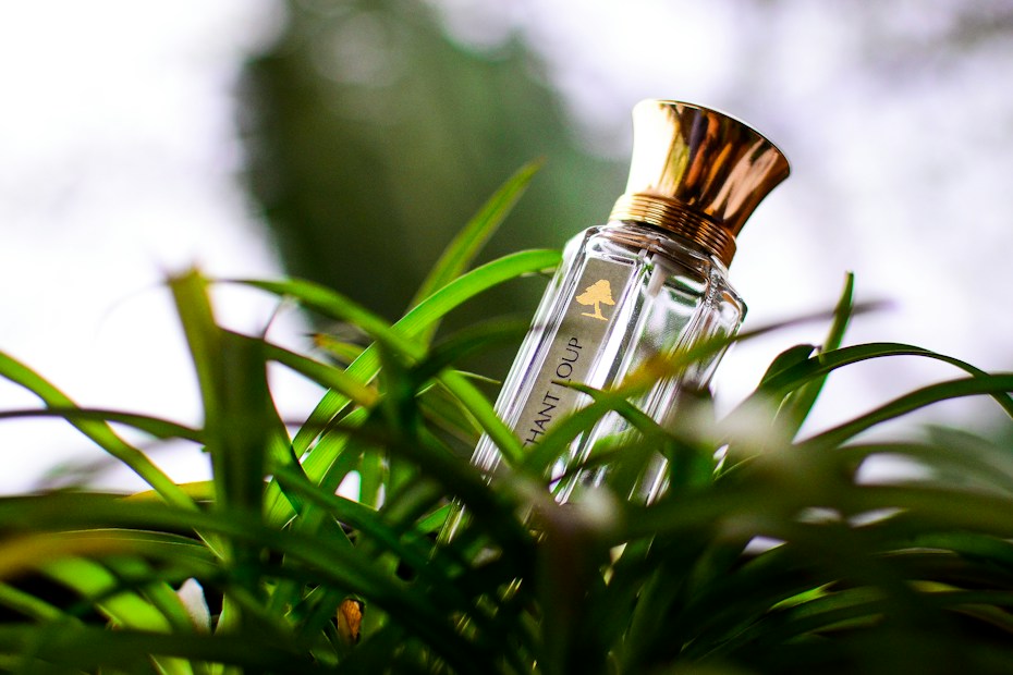 A bottle of perfume with a golden cap is nestled among lush green foliage. The bottle is clear with elegant text and logo on its front. Bright, natural light from the background creates a vibrant and fresh ambiance.