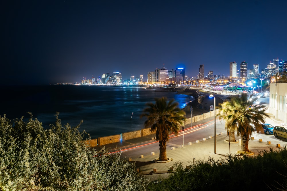 palm trees facing body of water