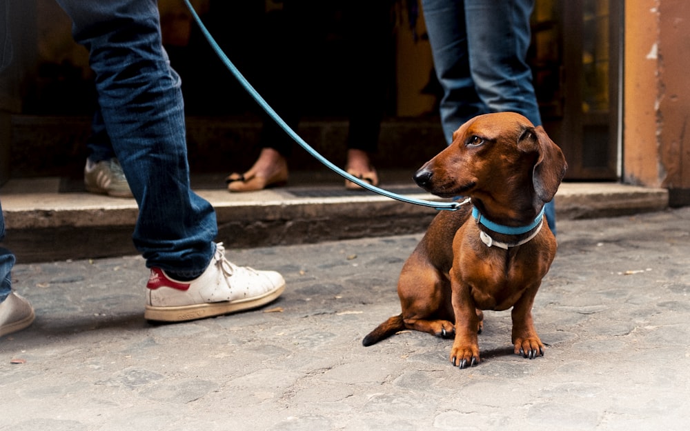 sitting adult tan dachshund with collar and leash near two persons standing