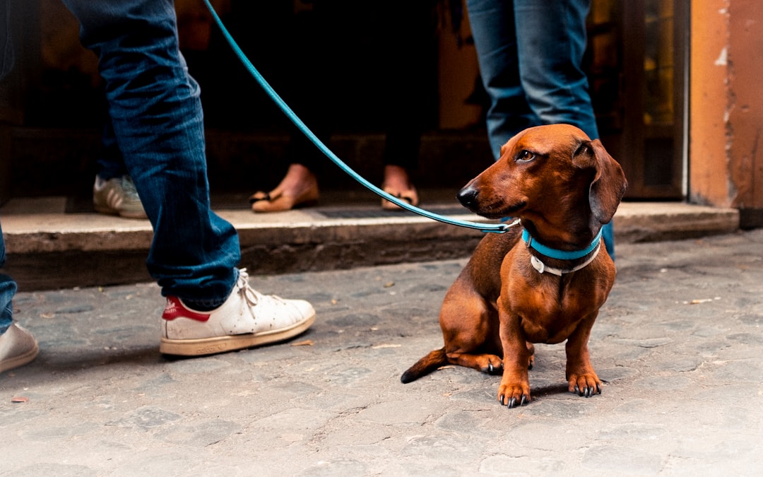 sitting adult tan dachshund with collar and leash near two persons standing