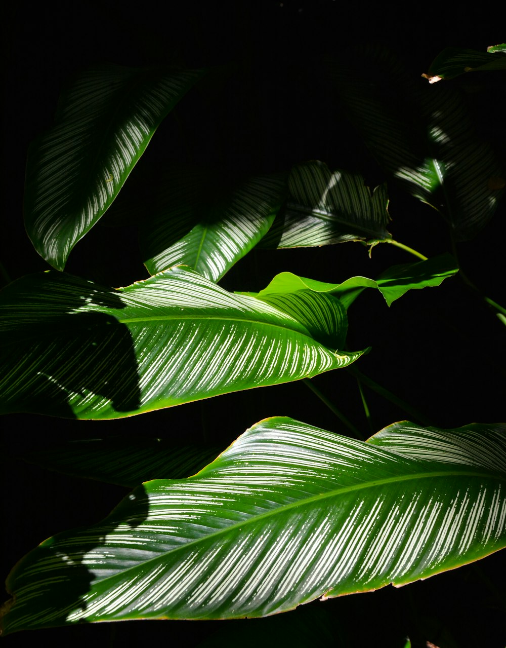 green-leafed plant