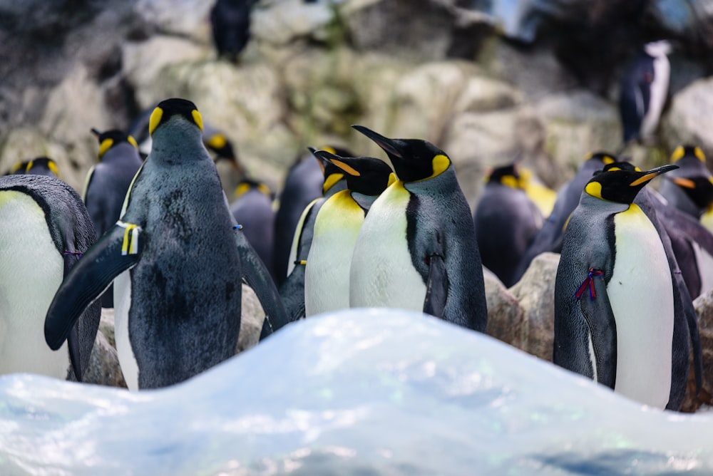 group of penguins