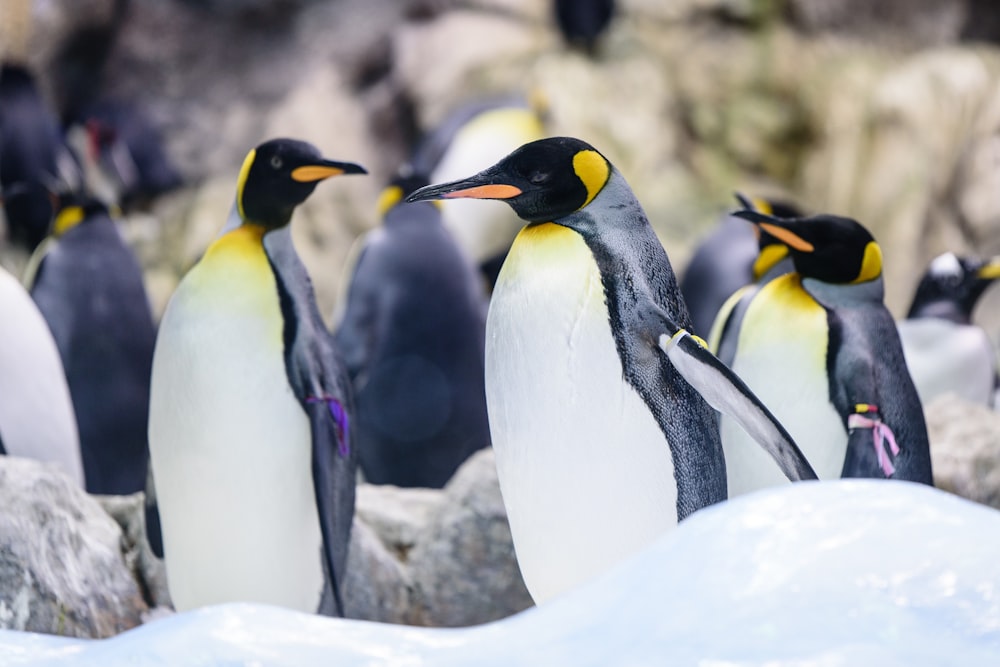 group of penguins during day