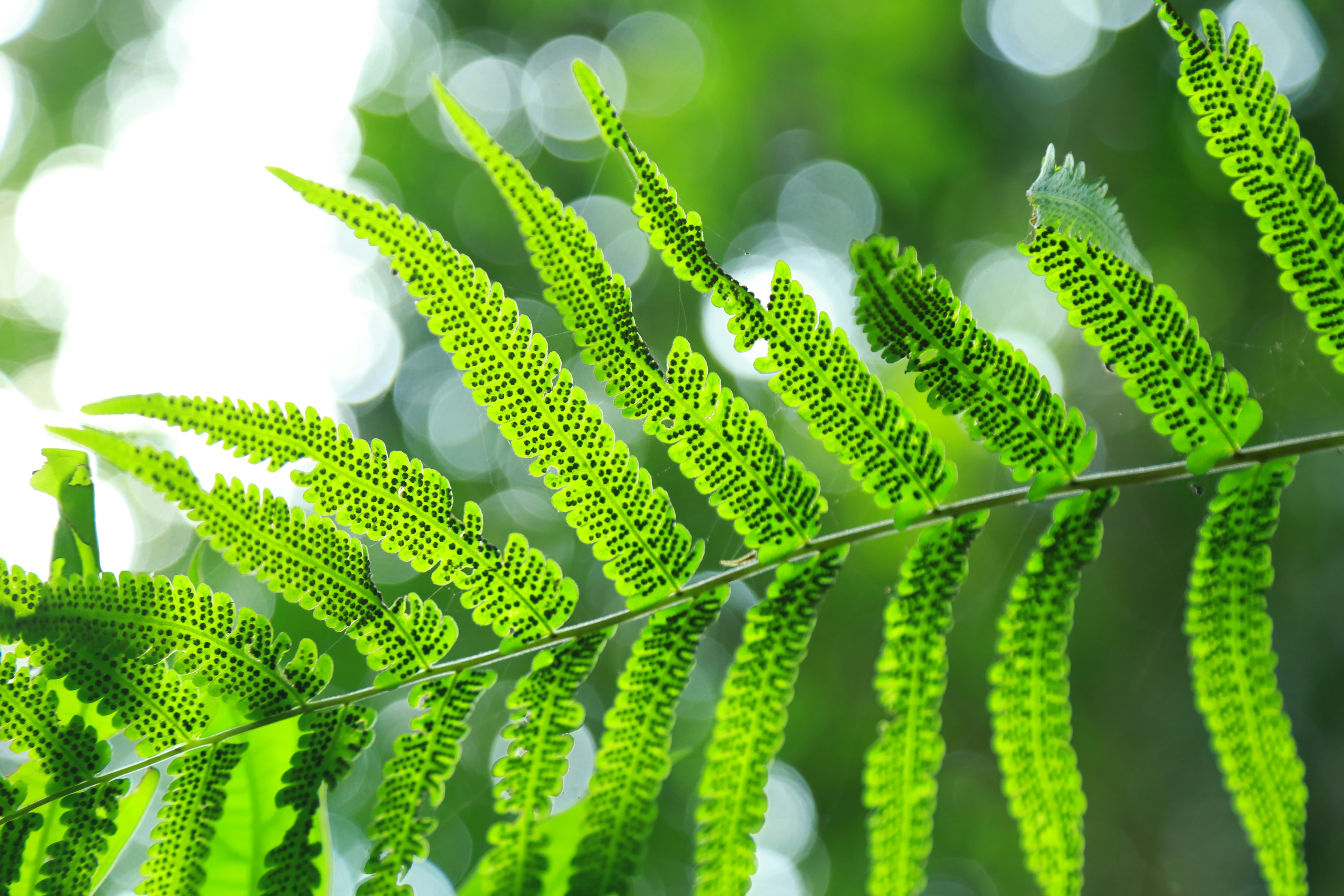 Photo by wilsanphotography