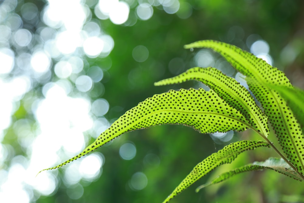 green leafed plant