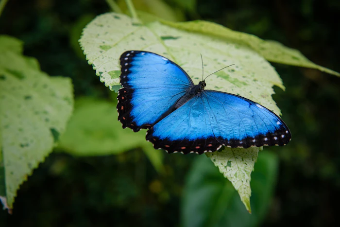 Mariposa Morpho · bosque tropical de Costa Rica