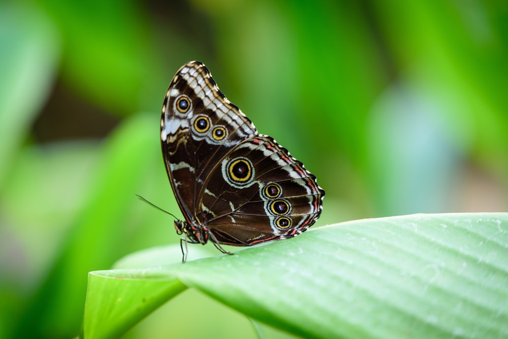 brown, white, and black butterfly on green lean