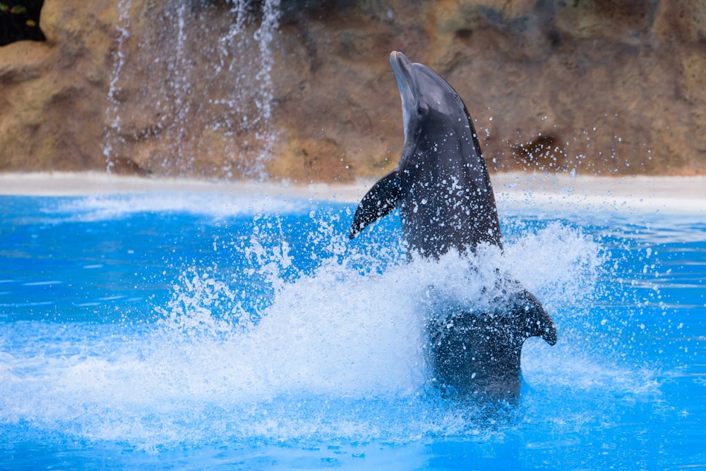 black dolphin on blue body of water