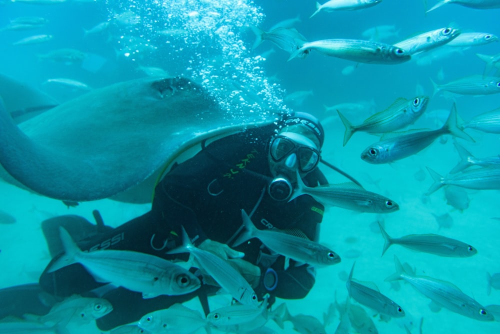 scuba divers beside fish