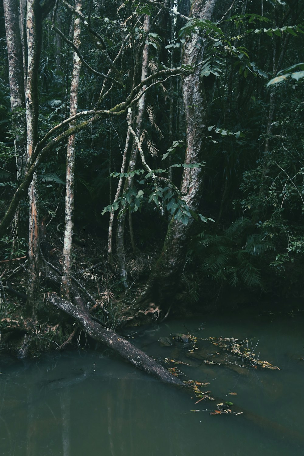 green-leafed tree near body of water