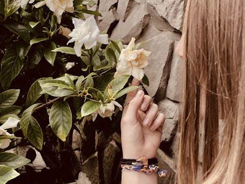 A person with long hair gently holds a white rose in front of a stone wall. The rose bush has lush green leaves and several blooming flowers. The person is wearing a colorful braided bracelet and a ring.