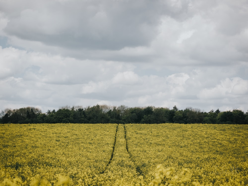 pathway in flower fields under white clouds