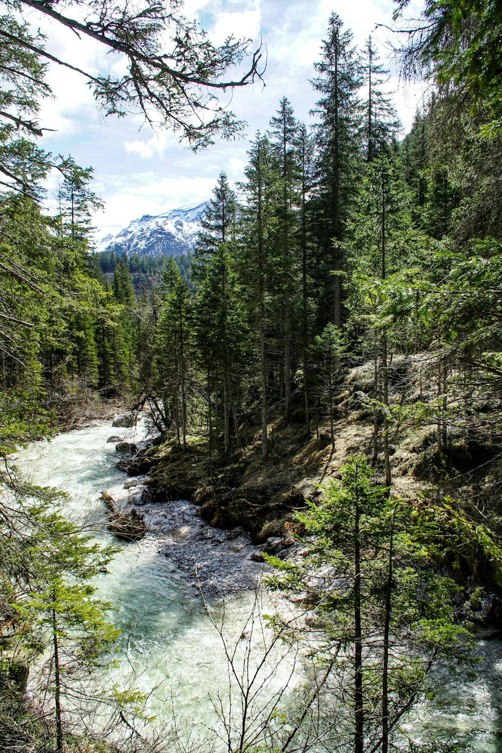 river surrounded by trees during daytime