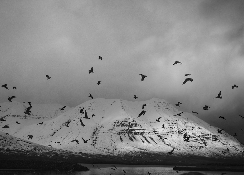 fotografia in scala di grigi di uccelli che volano