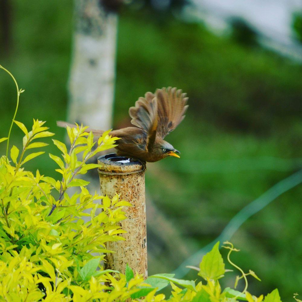 brown bird perch on metal stand