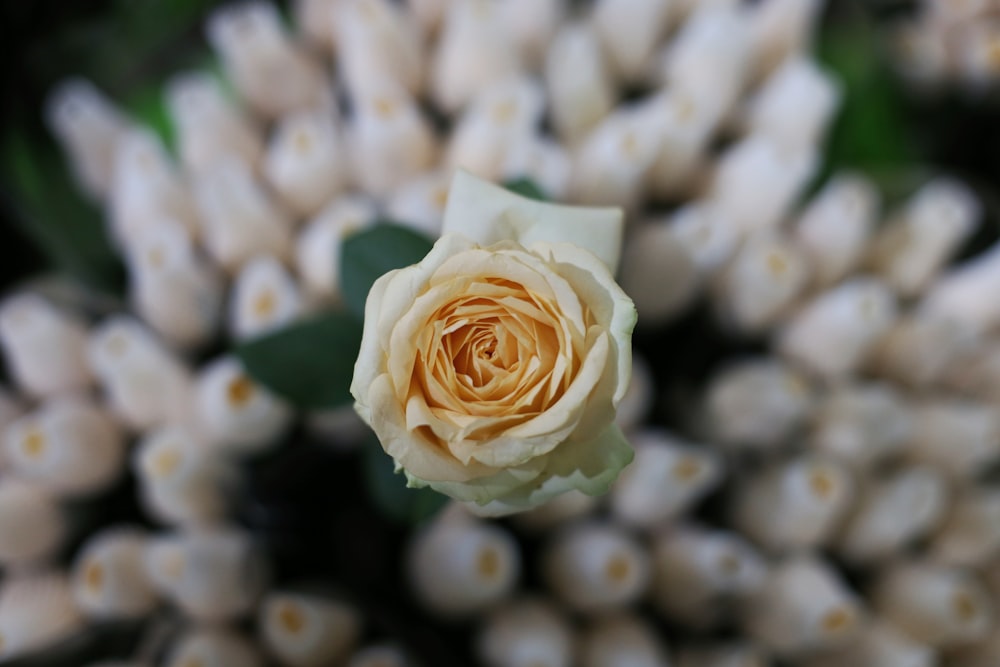 yellow rose flower