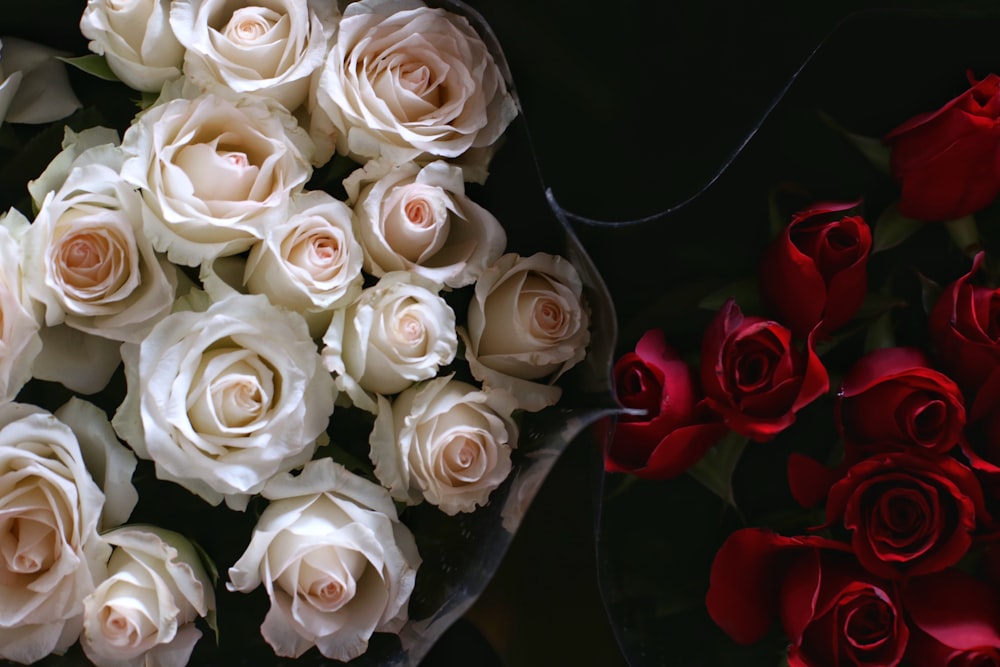 red and white rose flowers