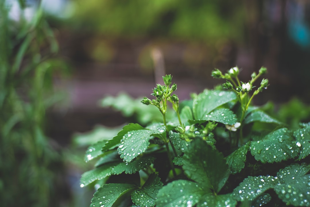propagate ctenanthe, propagation, water drops on green leaf plants