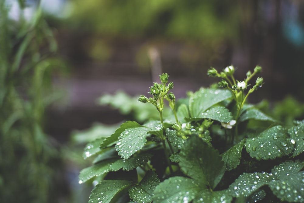 water drops on green leaf plants