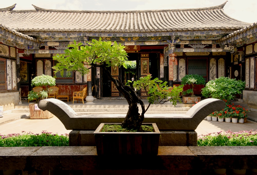 gray divan sofa near bonsai tree