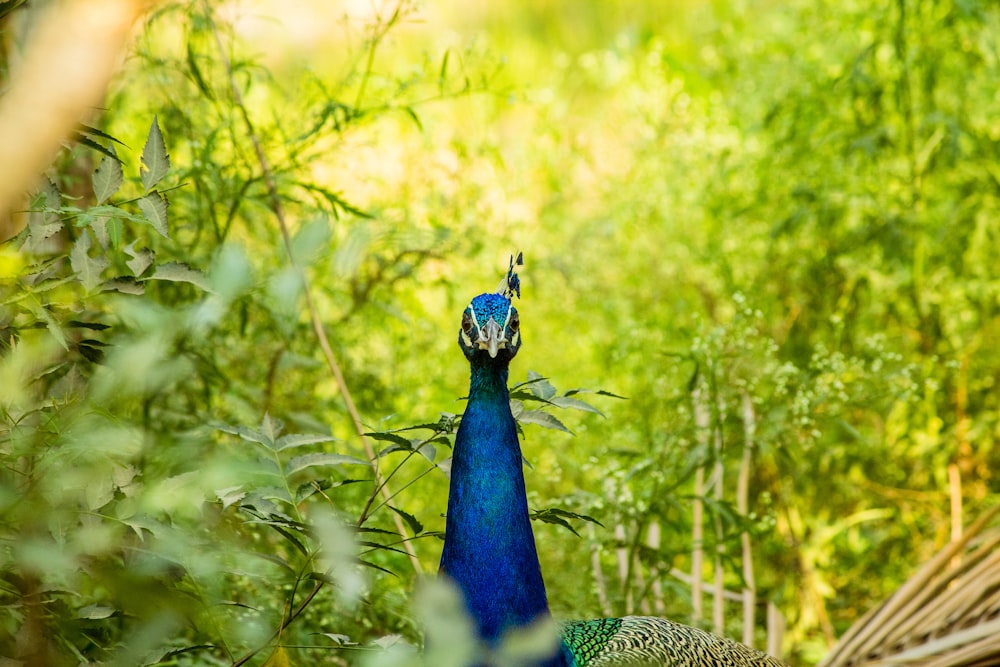 bleu peahen entre plantas