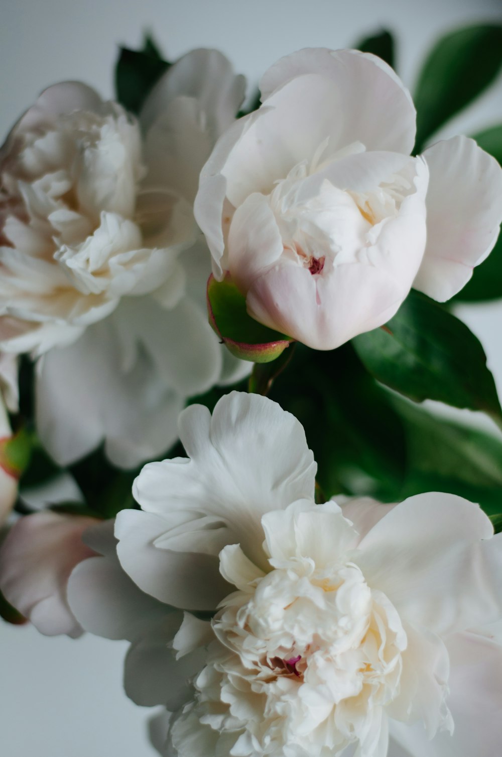 fleur à pétales blancs