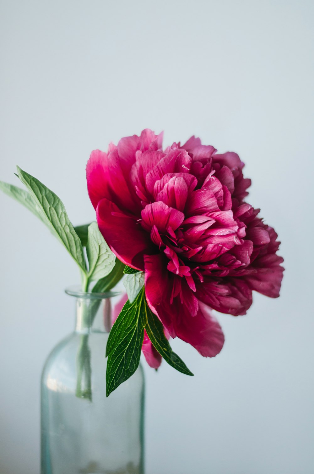 Fleur rose sur vase en verre transparent
