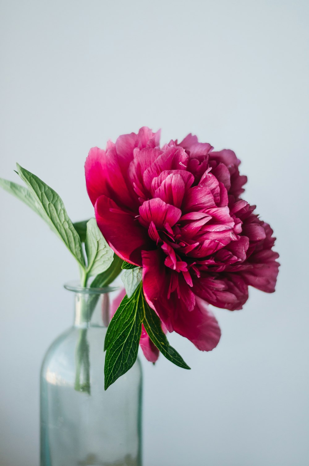 fiore rosa su vaso di vetro trasparente