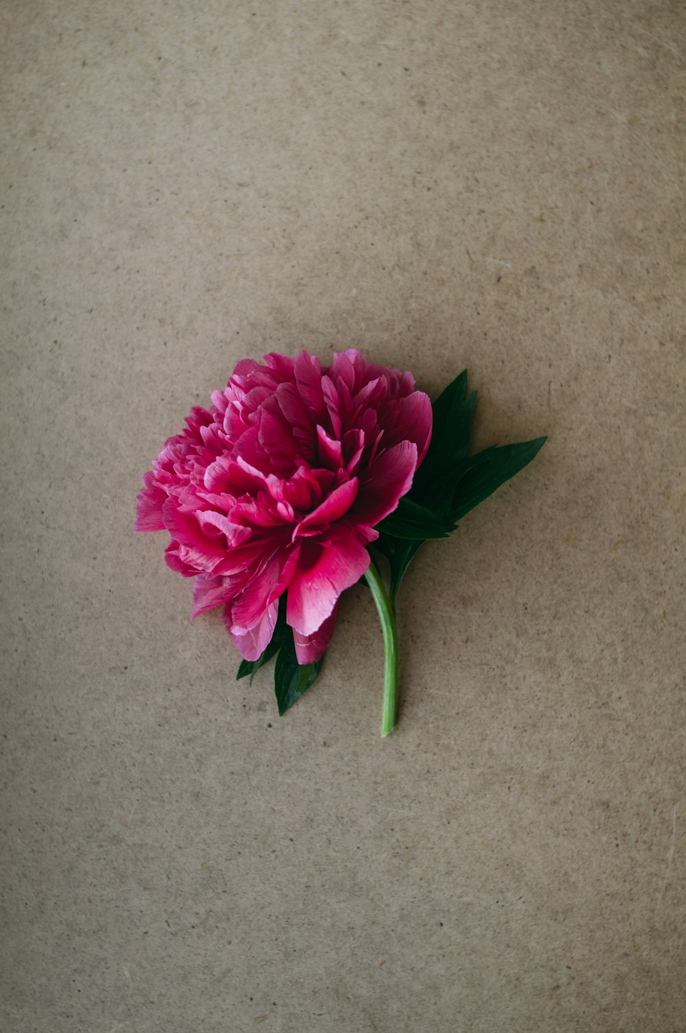 pink petaled flower on beige surface