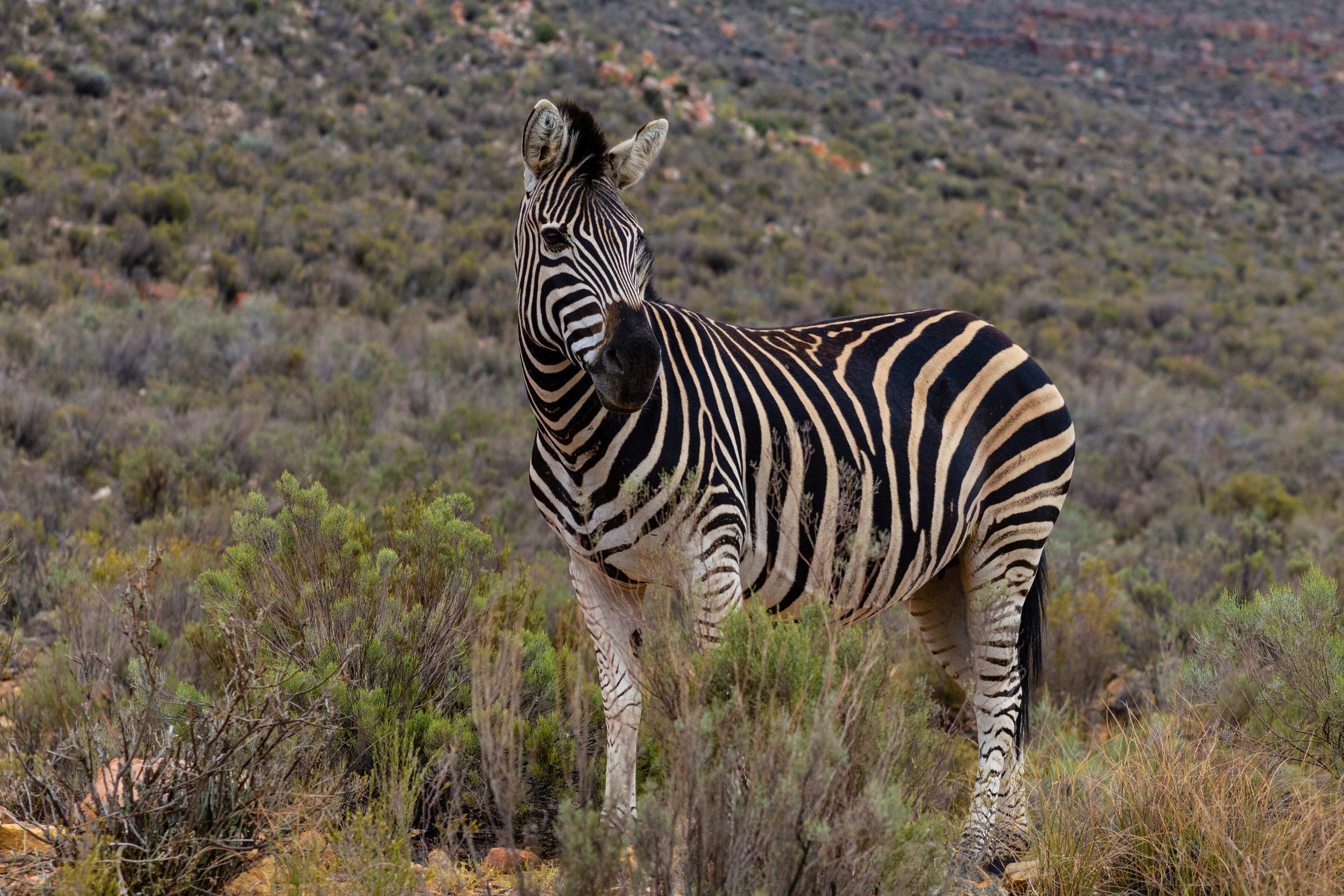 zebra animal on open fields