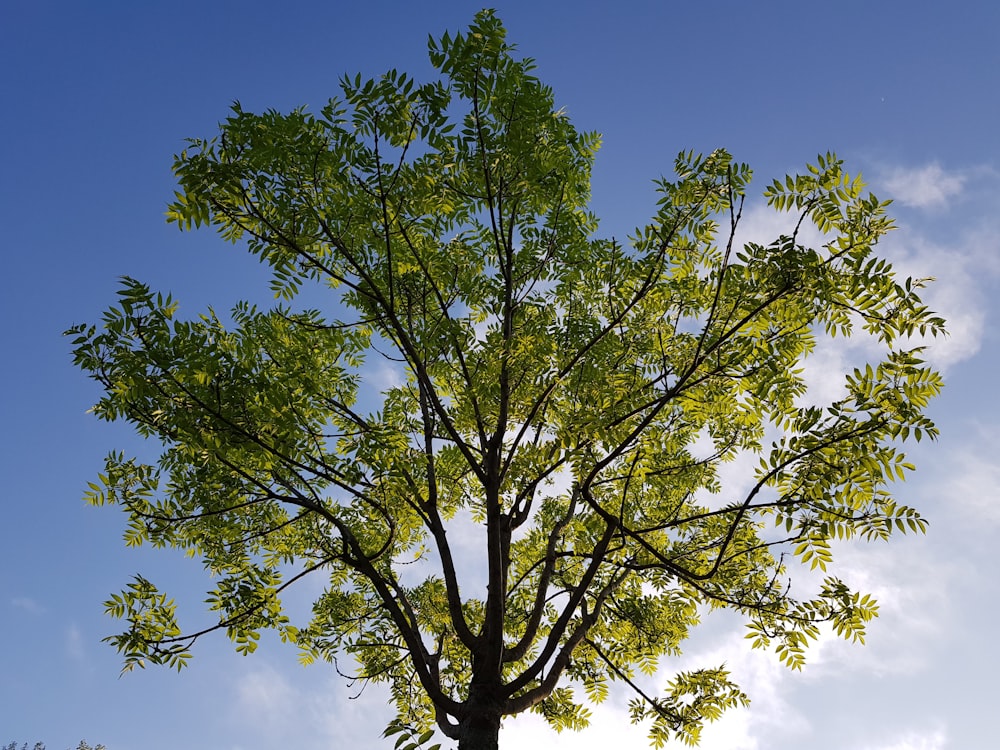 green-leafed tree during daytime