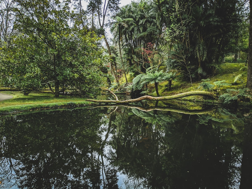 body of water at the greenery park