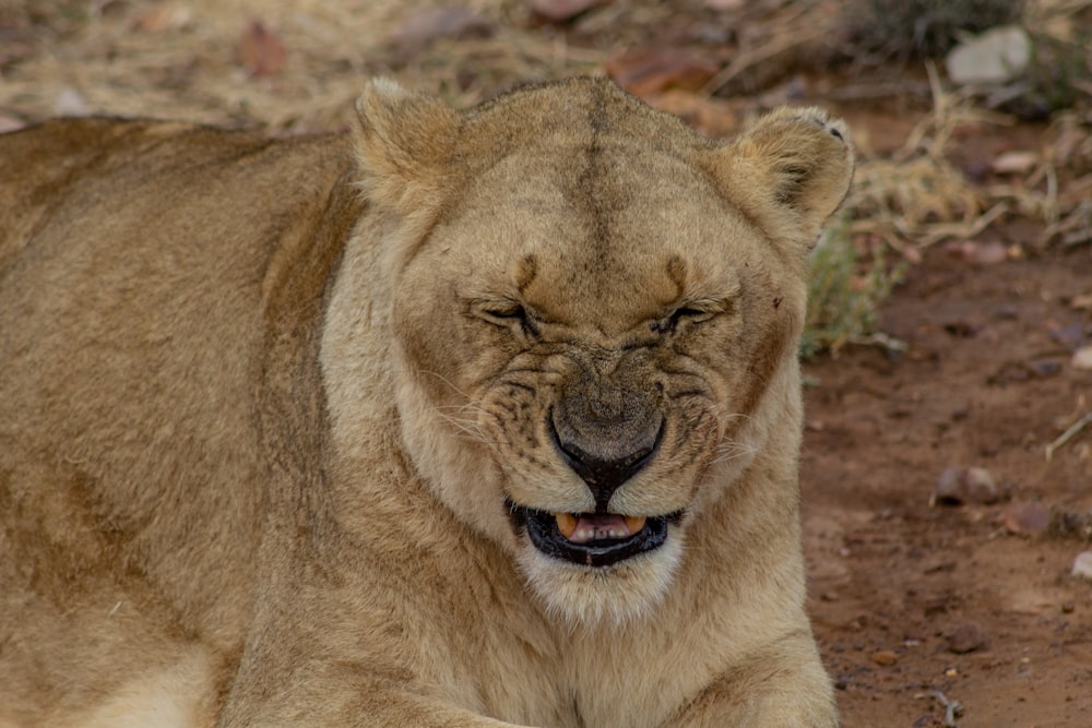 brown lion lying on ground