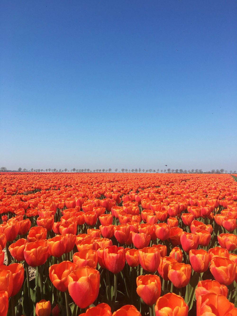 orange flowers