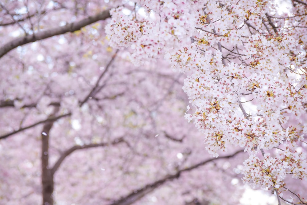 a tree filled with lots of pink flowers