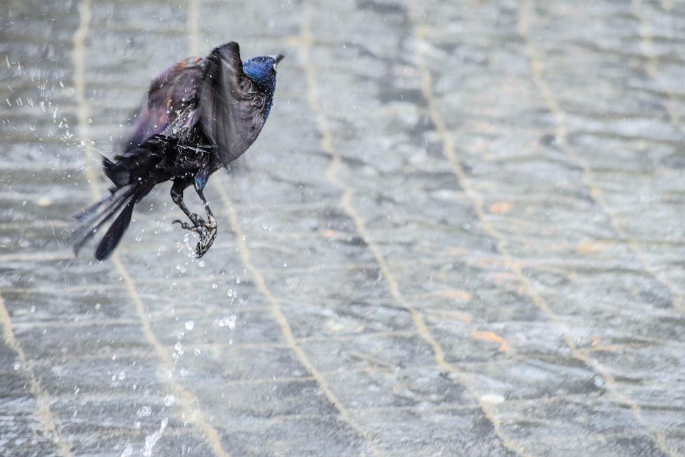 bird flying above water