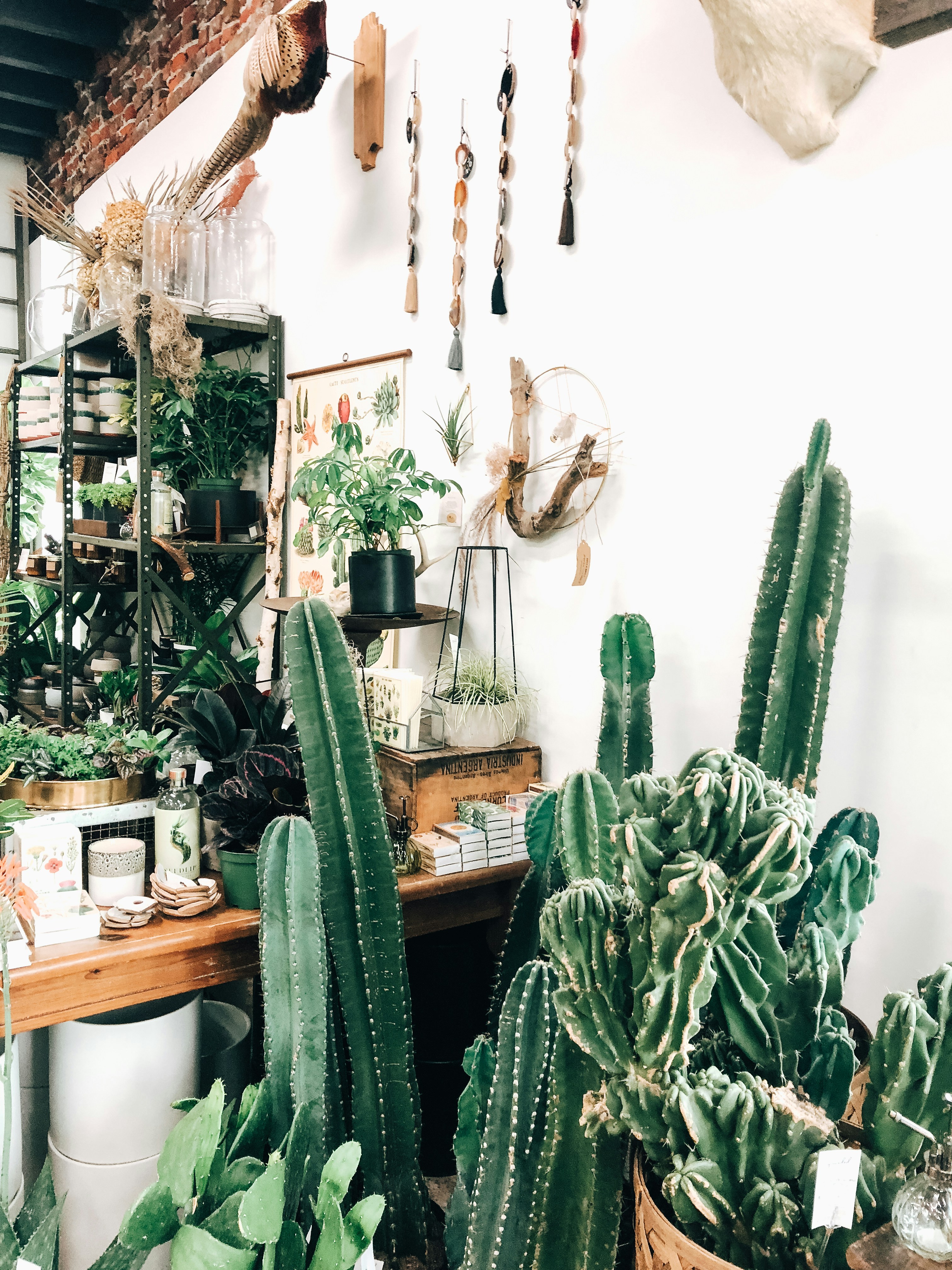 If you love plants check out @karaeadscreates on instagram!