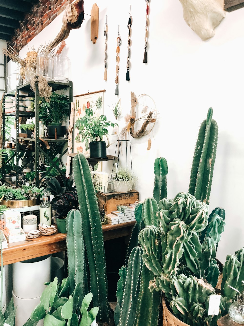 cacti beside white wall