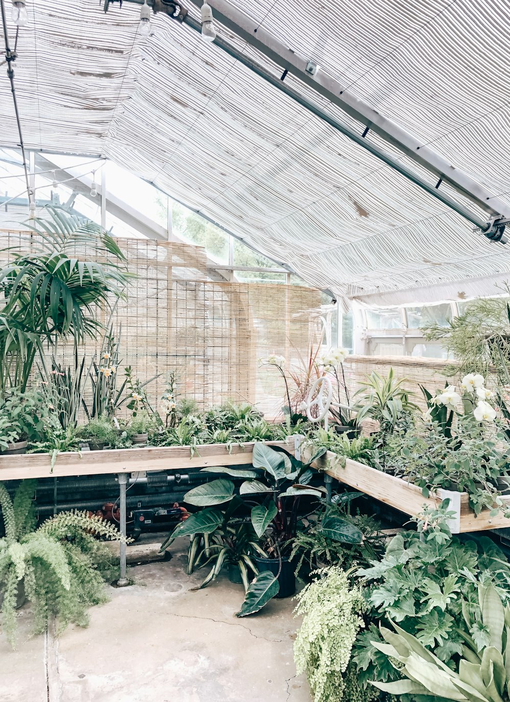 green-leafed plants in greenhouse