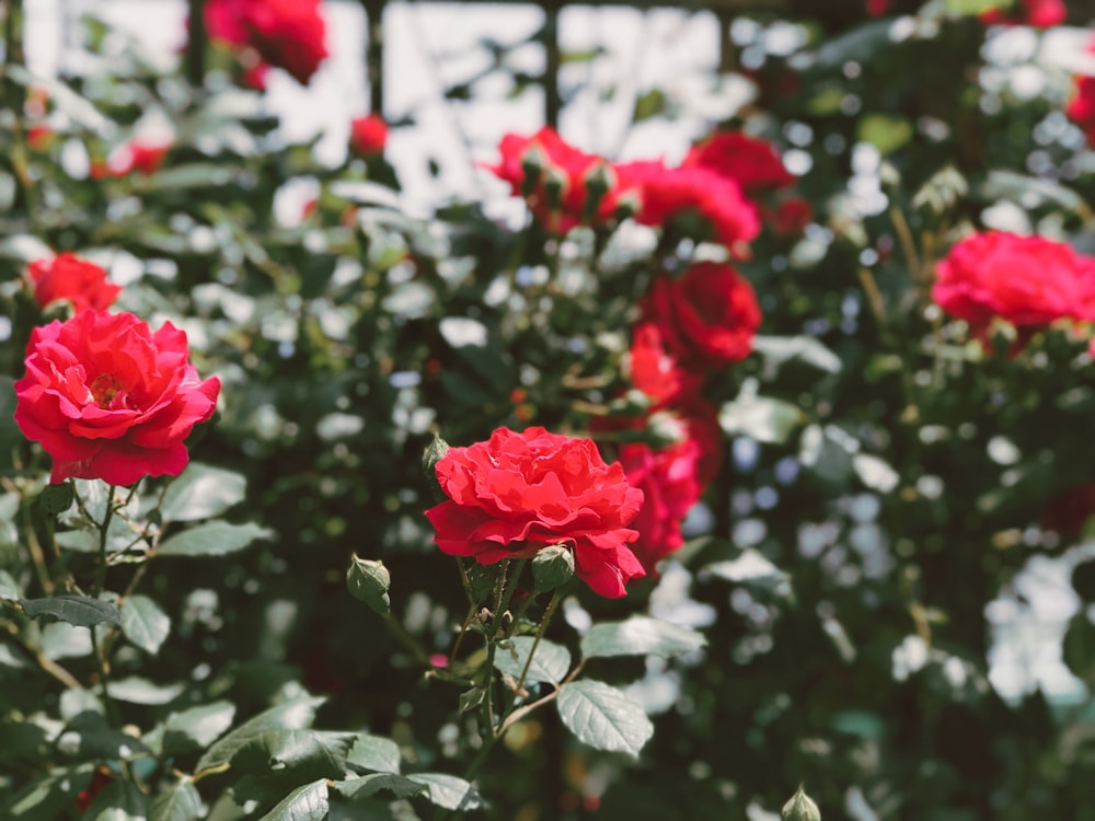 red petaled flower plants