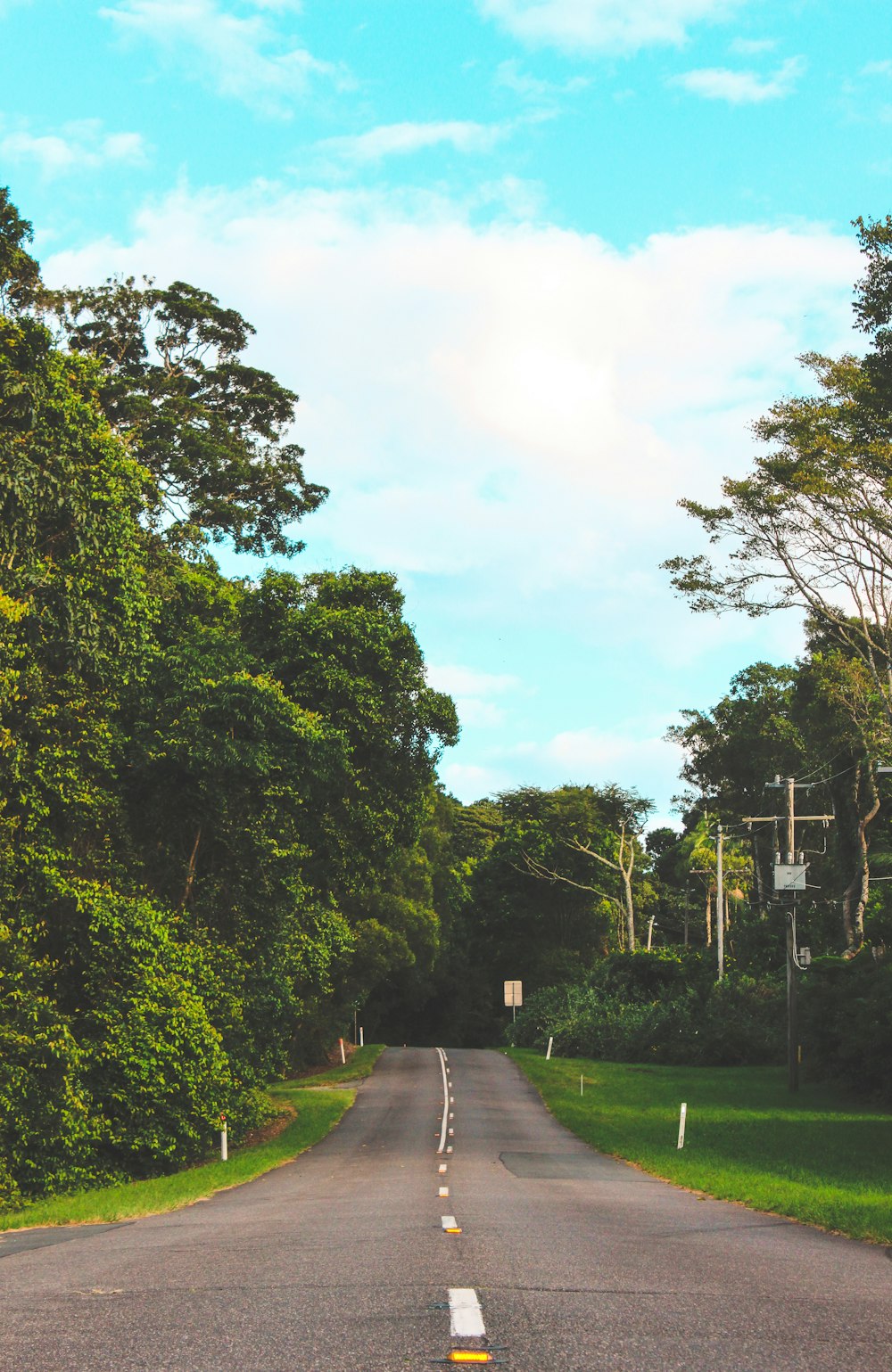 trees near road