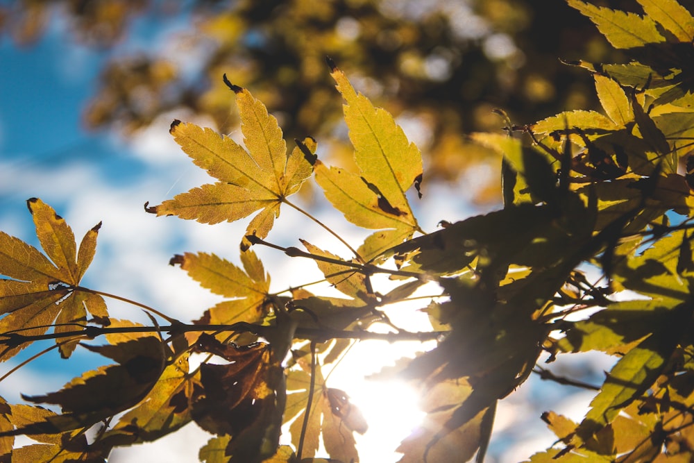 macro photography of green maple tree