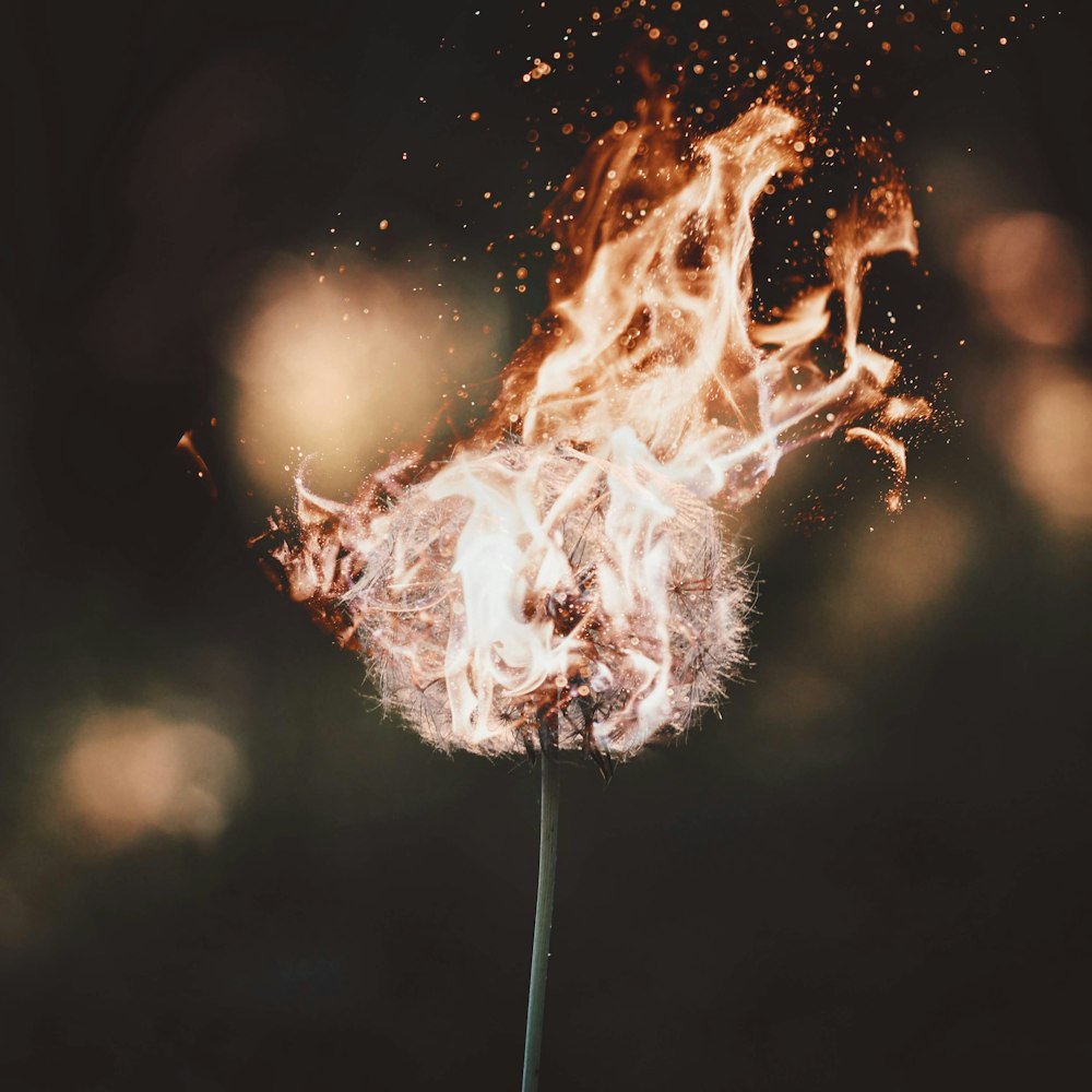 flower on fire