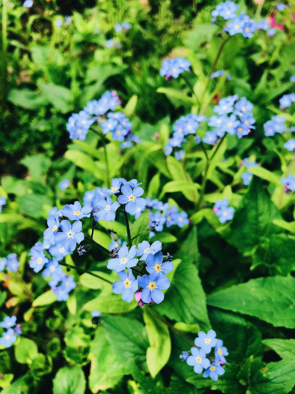 blue petaled cluster flower blooming at daytime