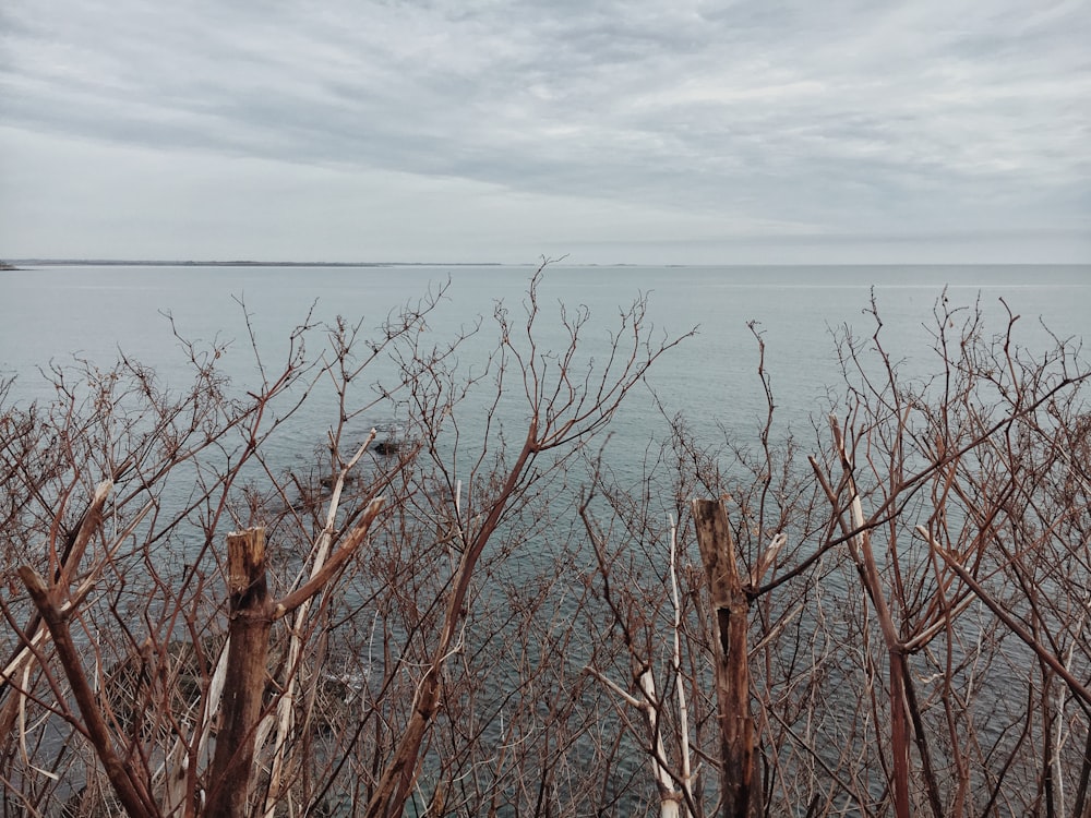 leafless tree