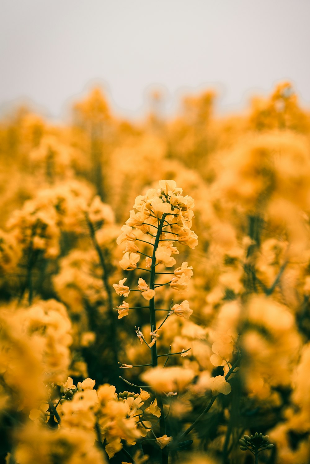 fleurs jaunes en grappes dans la photographie floue