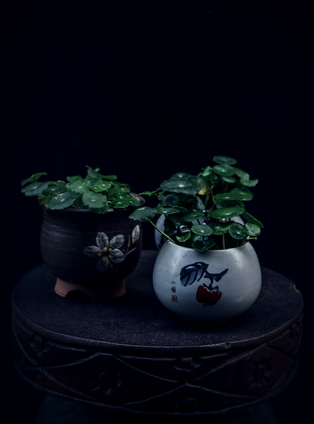 two potted green leaf plants on round table